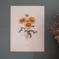 Image 3 of Planches  Anciennes les fleurs de Redouté 