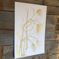 Image 2 of Miscanthus on white 