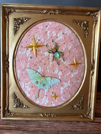 Image 2 of Moths Collection