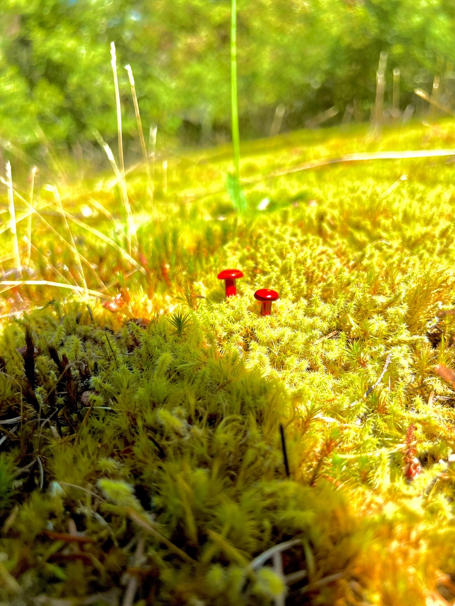 Image of 2 Red Mushroom Plant Spike