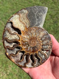 Image 2 of Ammonite Fossil Pair | Madagascar #2907