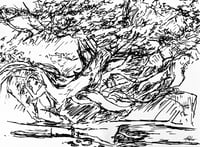 Kalaloch Tree print pre-order