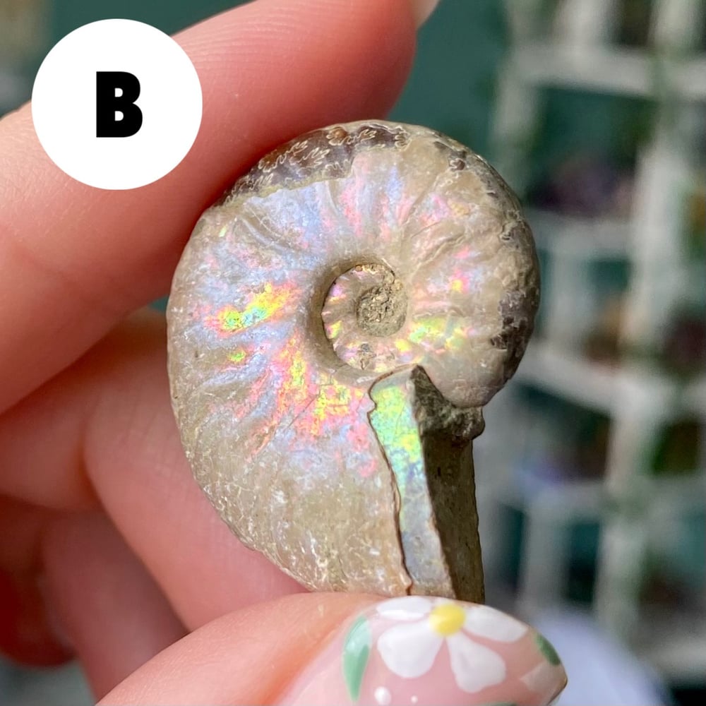 Image of Ammonite Shell