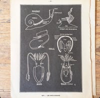 Image 5 of Planche histoire naturelle en noir & blanc