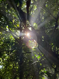 Image 16 of Paréo Baleine Céleste 