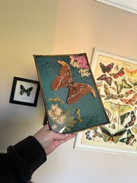 Image 1 of Atlas Moth