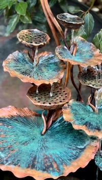 Image 10 of 🍃🙏🏼🌱Sacred Lotus