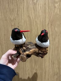 Image 1 of Oystercatcher Pair