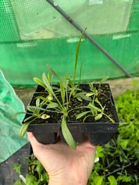 Scabiosa Fama White