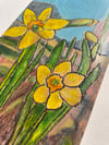 Daffodils 