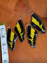 Image 2 of XXL Giant Swallowtail Forewings