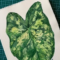 Image 3 of Original Illustration Сaladium praetermissum