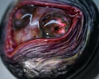 Image 6 of The incredible Double Iris Spice Grinder OAAK