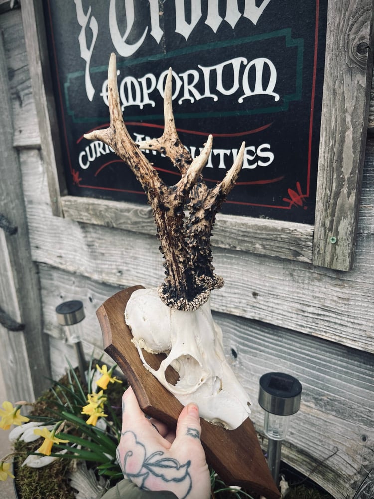 Image of Large Roebuck Antlers