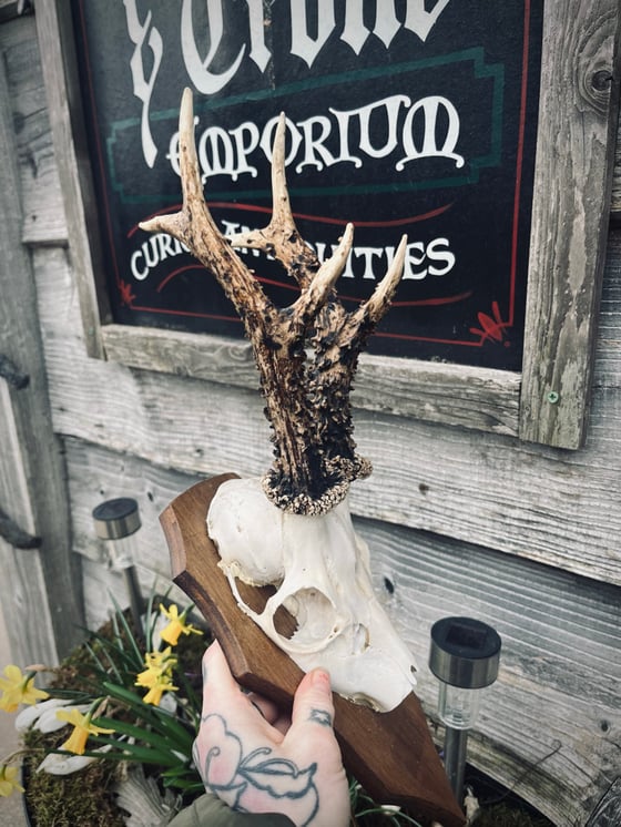 Image of Large Roebuck Antlers