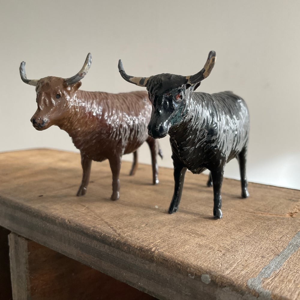 Image of Highland Cows