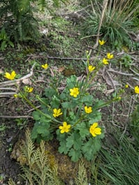 Image 2 of Western Buttercup : Ranunculus occidentalis