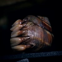 Image 16 of Dental Snull sculpture- dark walnut color, OOAK