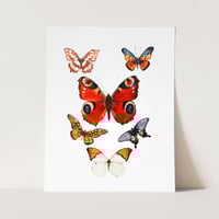 Image 1 of Butterfly Study Watercolor Illustration PRINT 