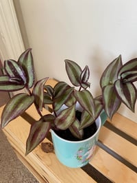 Image 2 of Purple Tradescantia in "Just Be A Unicorn Mug"