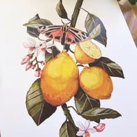 Image 2 of little lemon branch A5