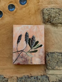 Image 3 of old banksia gentle dawn 