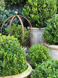 Image 2 of Rust Topiary Ball Trainer
