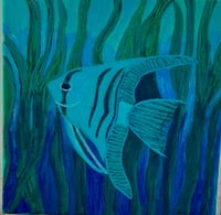 Image 4 of Blue Zebra Angelfish 