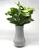 Image of Tall Body Vase ‘F’
