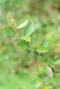 Image 4 of Custom Silver Leaf Ring with Recycled Silver Ball 