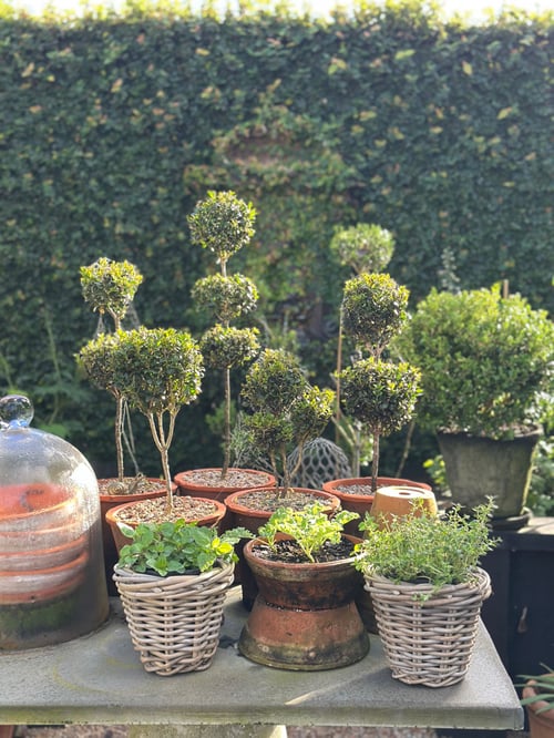Image of Herb Basket 