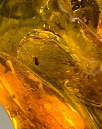 Image 3 of Ant and Sider trapped in Amber. 