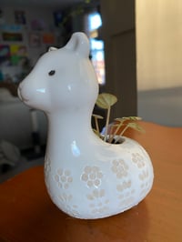 Image 4 of Rippled Pepper Peperomia in White Llama