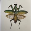 Mantis (green, A5)