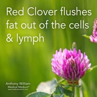 Image 2 of Red Clover Herbal Extract 