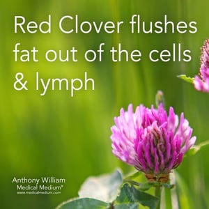 Image of Red Clover Herbal Extract 