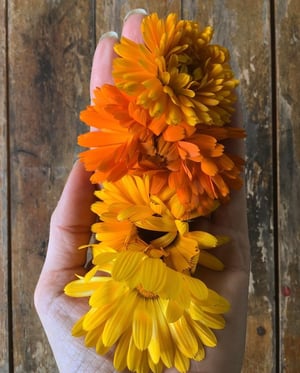 Image of Organic Calendula Infused Body Oil ~ 100ml