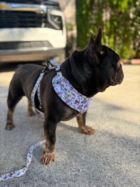 Image 5 of 626 Pup Collection 