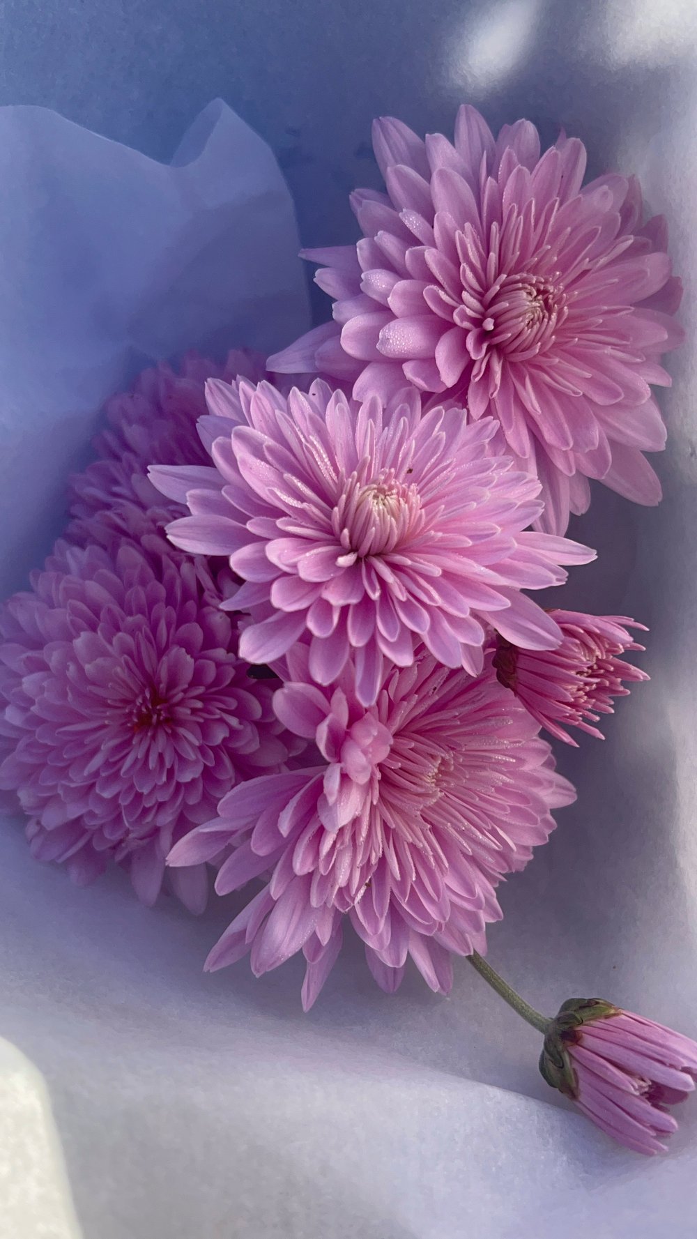 Image of Mother’s Day Bouquet ~ Lovely 