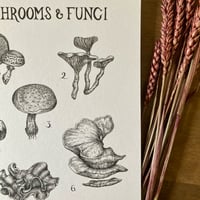 Image 4 of Mushrooms & Fungi A4 Print