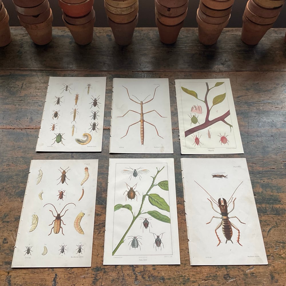 Image of Bugs