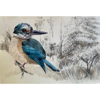Sacred Kingfisher