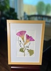 Genuine Morning Glory And Vines Wildflower Art In 8" X 10" Frame (Item# 2021048)