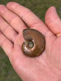 Image 11 of Rainbow Iridescent Ammonite Shell Fossil #2635