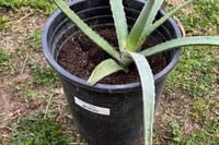 Image 2 of Aloe (Medicinal)