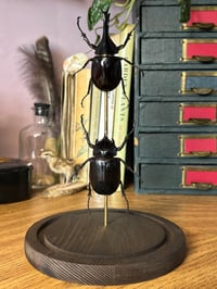 Image 1 of large beetle dome
