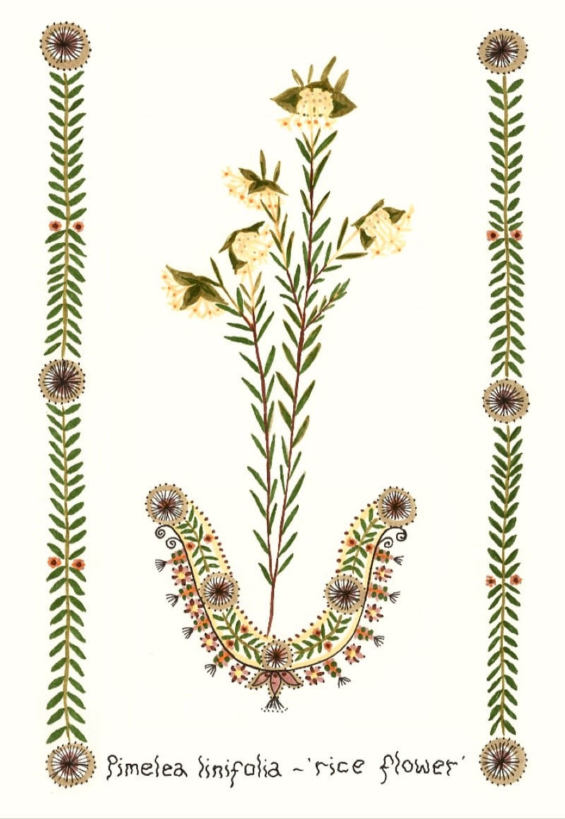 Image of Pimelea linifolia - rice flower (A5 print)