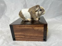 Image 14 of Custom Engraved Guinea Pig Urn Custom HandPainted To Your Photos