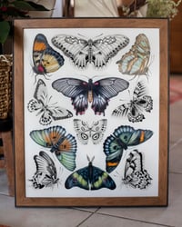 Butterfly Effect