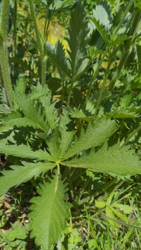 Image 3 of Slender Cinquefoil : Potentilla gracilis